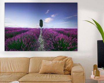 Lavendelfeld und Zypresse. Toskana von Stefano Orazzini