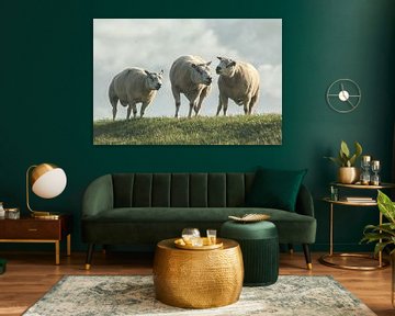 Trio de moutons sur la digue sur Talitha van den Brink