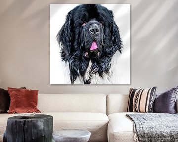 Portret van een New Foundlander hondenras met witte achtergrond