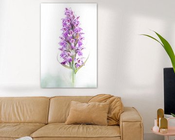 Orchidee, Farbspritzer von Diana Mieras