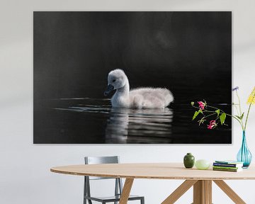 kleiner Schwan dunkler Hintergrund von Robinotof