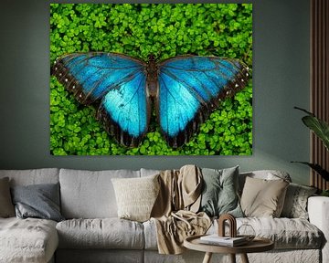 Schmetterling auf dem Blumenbeet von Randy Riepe