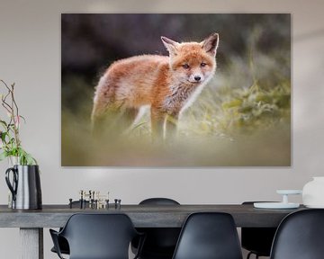 young fox by Pim Leijen