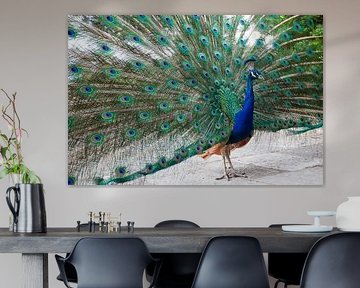 Paon avec toutes ses plumes colorées visibles