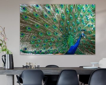 Peacock with all its colourful feathers visible by Wout Kok