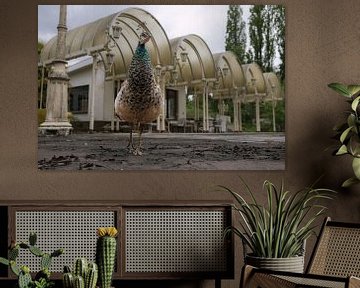 Abandoned tropical pool with a peacock in the foreground. by Het Onbekende