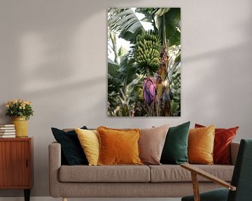 Tropische Bananenstaude auf Teneriffa | Naturfoto | Fotodruck Spanien | Farbenfrohe Reisefotografie von HelloHappylife