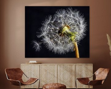 Dandelion