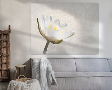 Nymphaea Alba by Andrea Meyer