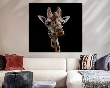 Girafe en couleur sur fond noir sur Nicola Mathu