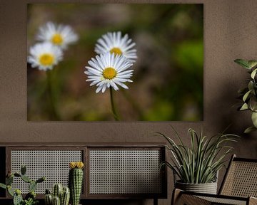 Marguerites avec pollen sur une feuille sur Eugenlens