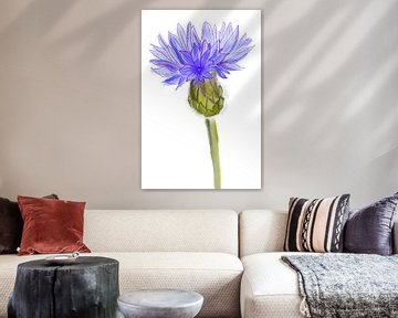 Dessin d'une fleur sauvage violette sur Debbie van Eck