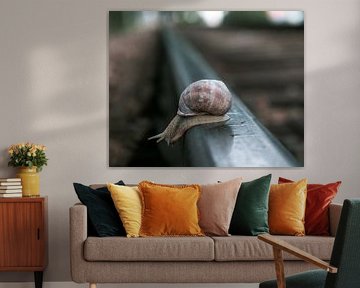 Snail on railway track