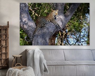 Luipaard in een boom - Wilde dieren in Afrika van W. Woyke