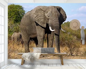 The elephant - Africa wildlife van W. Woyke