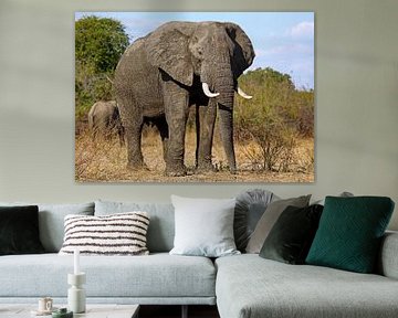 Der Elefant - Afrika wildlife
