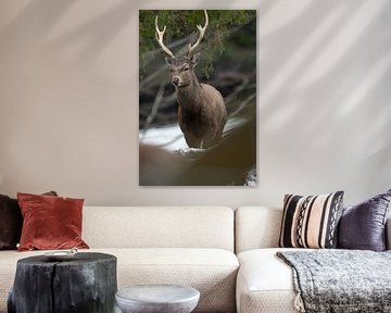 Red deer by Hans-Bernd Lichtblau