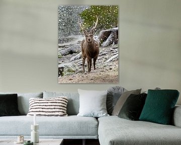 Stag
