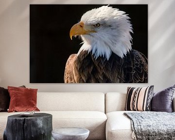 Bald Eagle in de zon van Vivo Fotografie