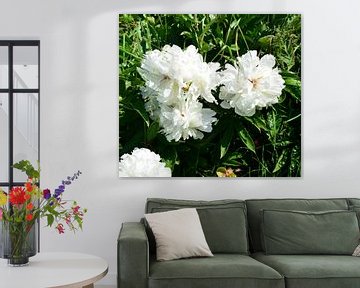 White Peonies by Lilly Wonderz