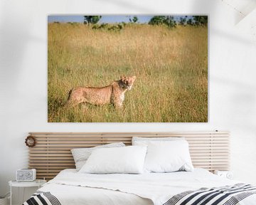 Lioness in tall grass by Simone Janssen