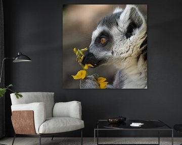 La fièvre du printemps ! Lémurien romantique avec des fleurs sur BHotography