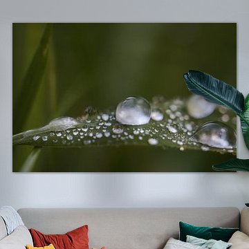 drops on blade of grass