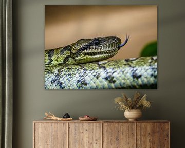 Snake in the landscape by Mustafa Kurnaz