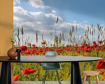 Poppy field with corn | panoramic view
