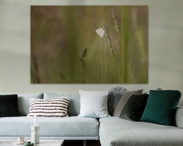 Bleus de bruyère dans l'herbe sur Marika Huisman fotografie