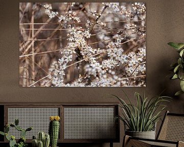 Magnifiques fleurs blanches de prunellier sur Peter Baier