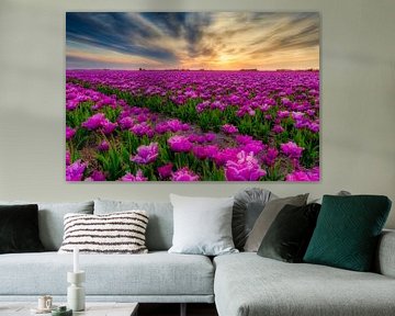 Tulipes hollandaises en violet lors d'un coucher de soleil sur eric van der eijk