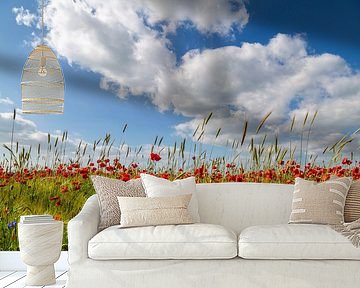 Large poppy field with corn
