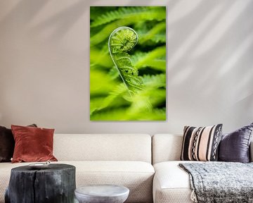 Outcoming fern by Richard Stoop