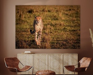 Cheetah in zonsondergang van Simone Janssen