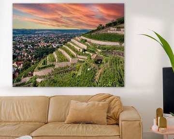 View of the vineyards in Saxony by Animaflora PicsStock