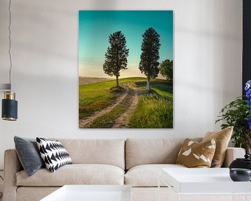 Deux arbres sur le tracé de la via Francigena sur Stefano Orazzini