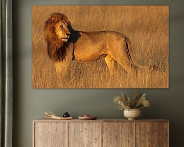 Löwe im Morgenlicht - Afrika wildlife