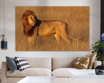 Lion in the morning light - Africa wildlife