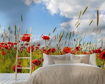 Panoramic poppy field with corn