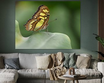Butterfly Siproeta Stelenes by Marcel Riepe
