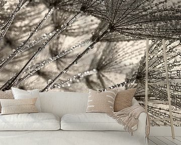 Panorama of drops on a morning star (Tragopogon) by Marjolijn van den Berg