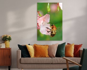 Bee on flower with dew by Menno van der Werf