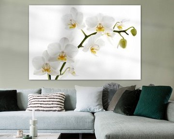 Weiße Orchidee von Lorena Cirstea