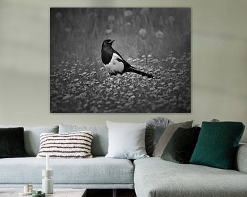 Magpie in a sea of daisies (black and white) by Maickel Dedeken