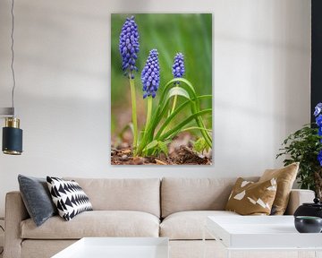 Blue grape hyacinths in spring by Lorena Cirstea