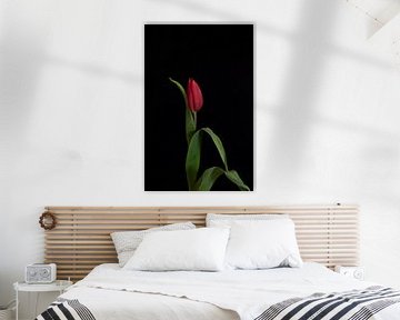 Die tanzende Tulpe: Ein großartiges Kunstwerk auf Schwarz von Sandra houben