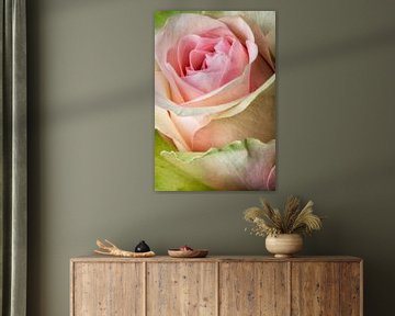 Gros plan sur la fleur de rose rose sur Lorena Cirstea