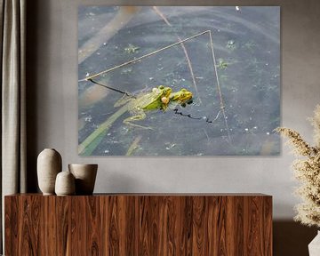 Mating frogs in Bargerveen moorland by Miny'S