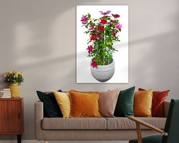 Bloeiende clematisplant met verschillend gekleurde bloemen op een witte achtergrond van ManfredFotos